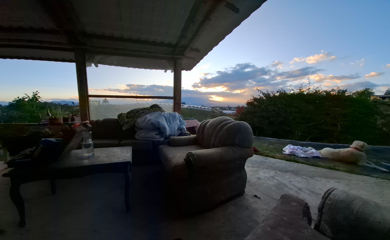 TARDE CON PERRO CASA 1 PERGOLA